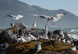 Gulls on the beach near Oaro, south of Kaikoura