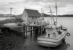 The 'Gay Dolphin' at Coromandel wharf, 1984